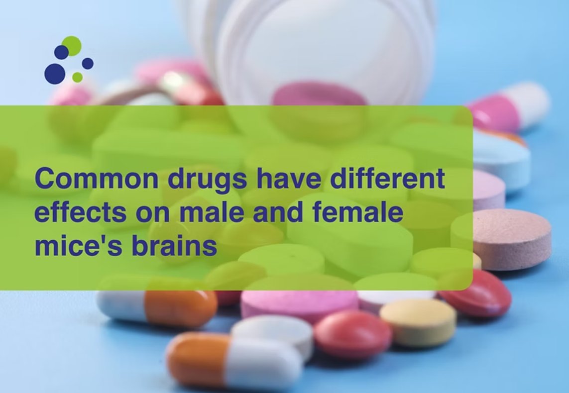 EARA (@the_eara) on Twitter photo š§ Common drug combinations affect male & female miceās brains differently, shows new study from EARA member <a href="/karolinskainst/">Karolinska Institutet</a>.
Researchers tested different combinations of commonly prescribed drugs on mice with Alzheimerās-like symptoms.
š Favourable drug combinations will š§ Common drug combinations affect male & female miceās brains differently, shows new study from EARA member <a href="/karolinskainst/">Karolinska Institutet</a>.
Researchers tested different combinations of commonly prescribed drugs on mice with Alzheimerās-like symptoms.
š Favourable drug combinations will