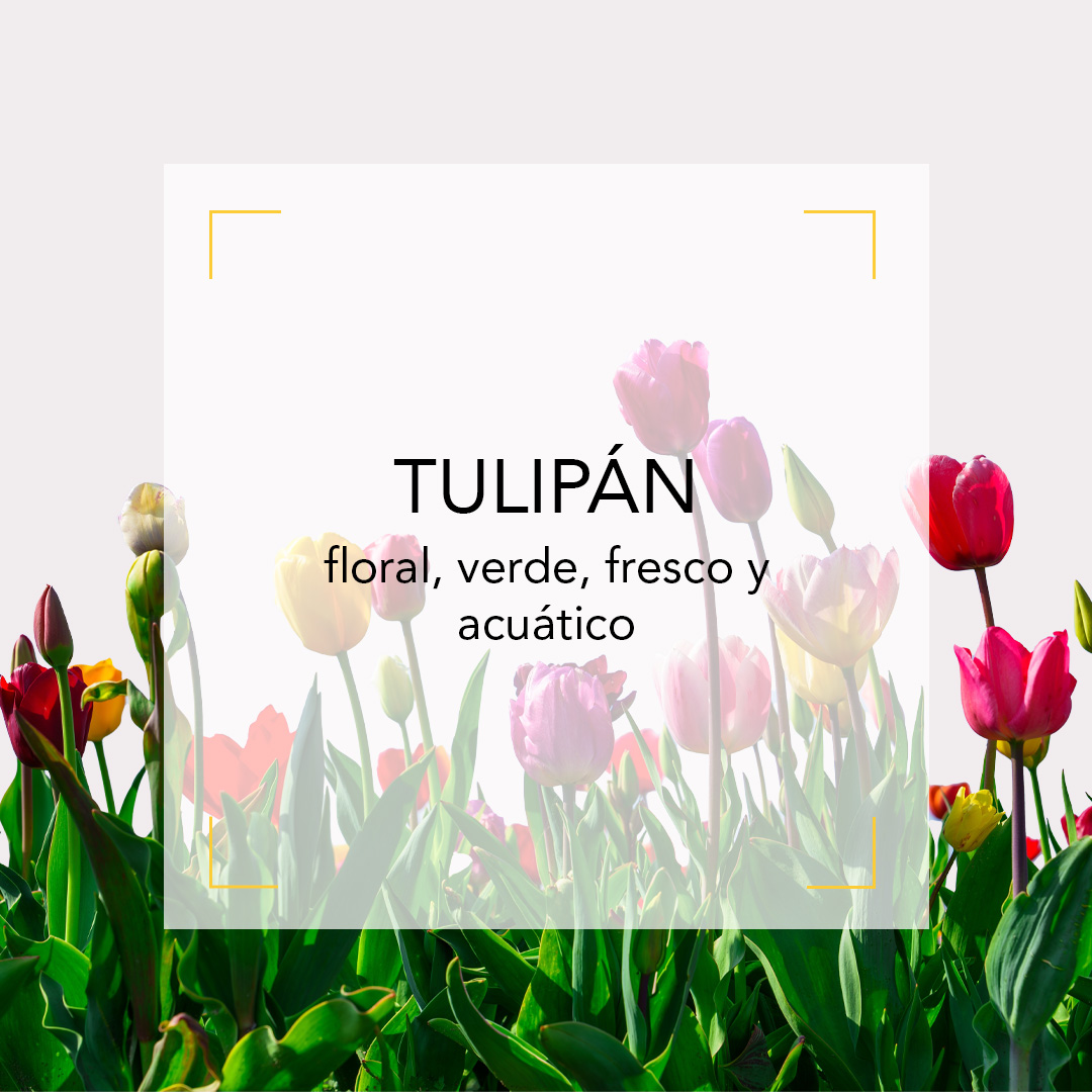 🌷 El tulipán, icónico por su color, no destaca por su aroma. Es una “flor silente”: sin olor claro ni aceite esencial. Su fragancia es una creación artística del perfumista. ¿A qué crees que huele un tulipán?
👉  academiadelperfume.com/la-tulipomania…

#Tulipán #FlorSilente #AcademiadelPerfume