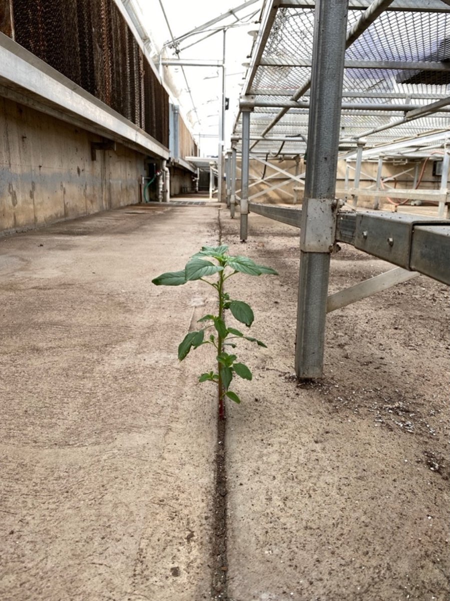 New Phytologist (@newphyt) on Twitter photo #Viewpoint: Using weedy traits in #crops as part of a new #GreenRevolution
Jacob S. Montgomery, Jan E. Leach, Stephen L. Young, and Todd A. Gaines
📖 nph.onlinelibrary.wiley.com/doi/10.1111/np…
<a href="/JanPhytobiomes/">Jan Leach</a> <a href="/Gaines_ToddA/">Todd Gaines</a> <a href="/JakeMont12/">Jake Montgomery</a> #Viewpoint: Using weedy traits in #crops as part of a new #GreenRevolution
Jacob S. Montgomery, Jan E. Leach, Stephen L. Young, and Todd A. Gaines
📖 nph.onlinelibrary.wiley.com/doi/10.1111/np…
<a href="/JanPhytobiomes/">Jan Leach</a> <a href="/Gaines_ToddA/">Todd Gaines</a> <a href="/JakeMont12/">Jake Montgomery</a>