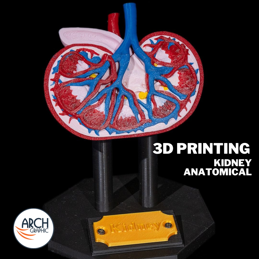 3d_archgraphic's tweet image. 🩺 3D Printed Kidney Anatomical Model 🏥
High-precision medical model for education, research
📍 Made in UAE
arch-graphic.com
#3DPrintingUAE #Medical3DPrinting #KidneyModel #AnatomicalModels #Healthcare3DPrinting #MedicalEducationUAE #SurgicalTraining #UAE3DPrint