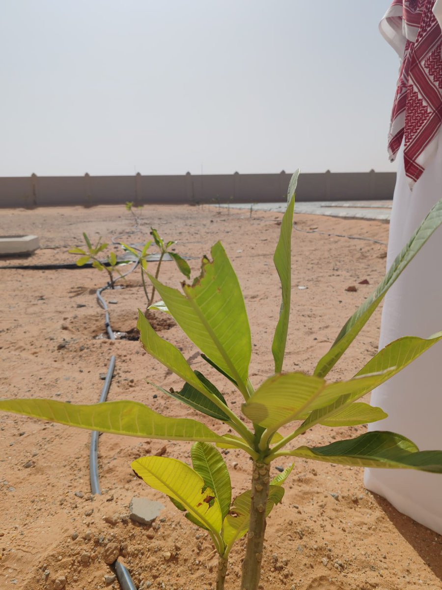 SharurahEnv's tweet photo. في إطار تحقيق مستهدفات مبادرة السعودية الخضراء، تم تنفيذ مشروع زراعة أشجار الحمضيات في مدرسة الأخاشيم للبنين، تعزيزًا للوعي البيئي وترسيخًا لقيم الاستدامة في نفوس النشء.#وزارة_التعليم #السعودية_الخضراء https://t.co/qf0kpGD2Ef