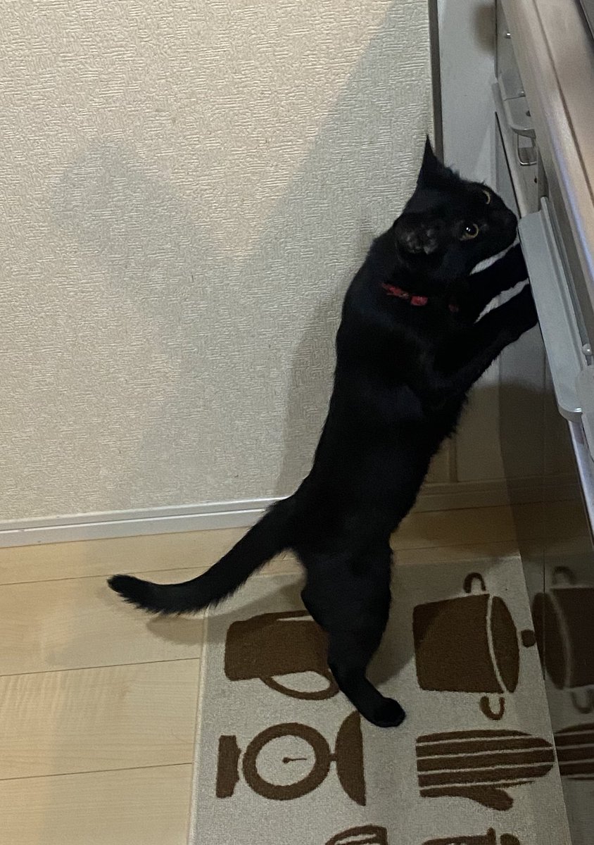 今日は鯖か〜😽
ごめん、君のじゃないんだ