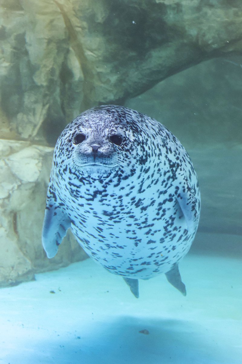 ﾖﾁｬﾝ (@yochan839) / Posts / X