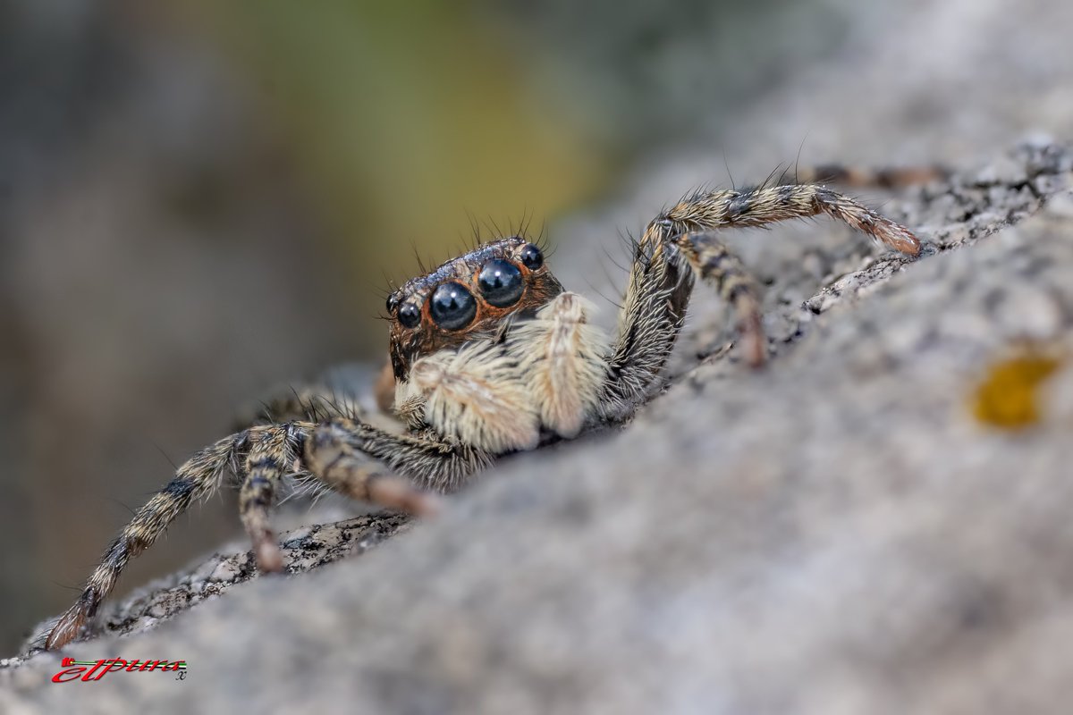 ju_zaen's tweet photo. Araña saltarina. Miden entre 4 y 15 mm, con cuerpos compactos y patas robustas Esta es Salvatierra📷📷📷  #tiempoextremadura #tiempobrasero #lasextameteo
@tiempobrasero @ElTiempoA3 @davidlopezrey
@lasextameteo @Estacionla6 https://t.co/ezHRb7btr7