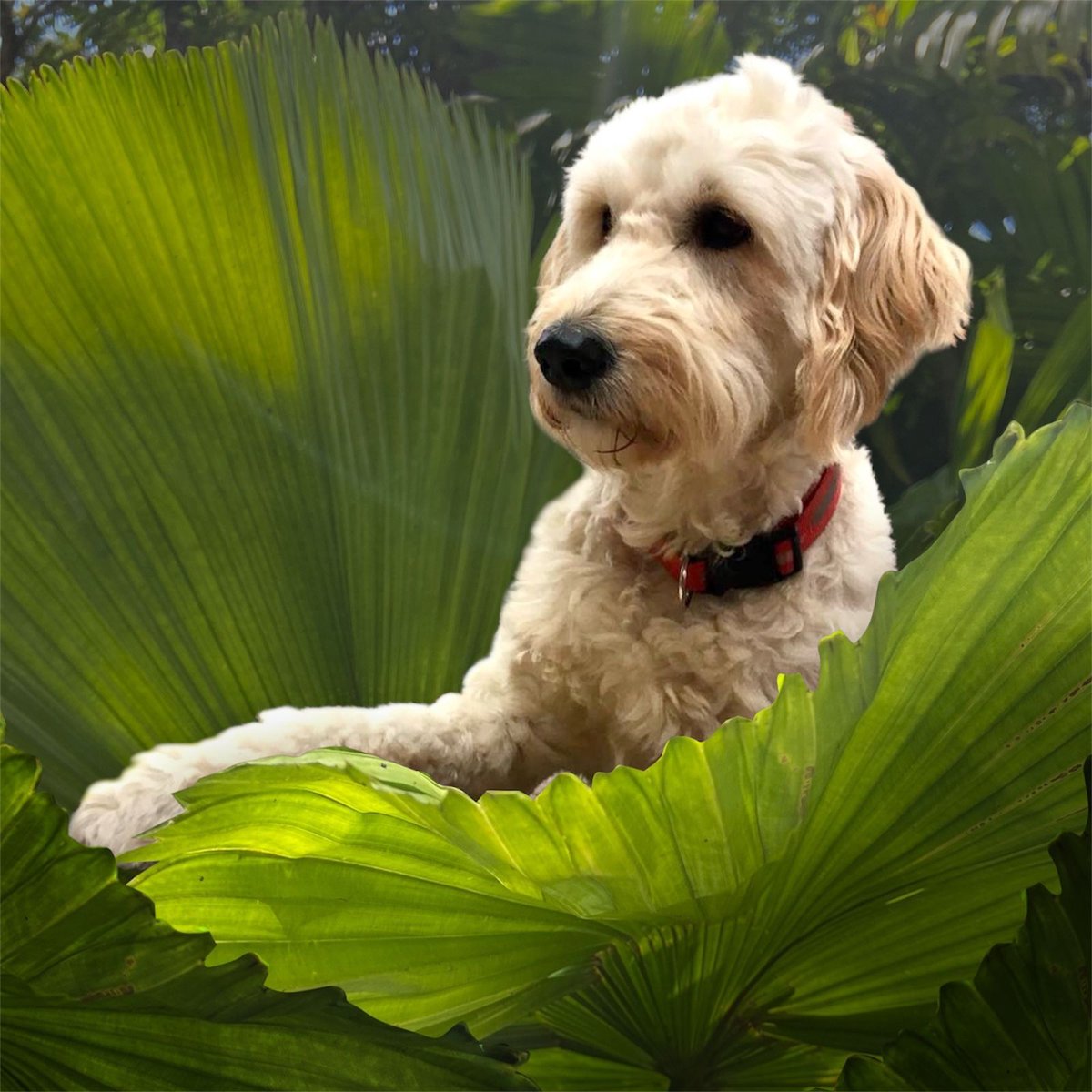 Chicodedoedel tweet media