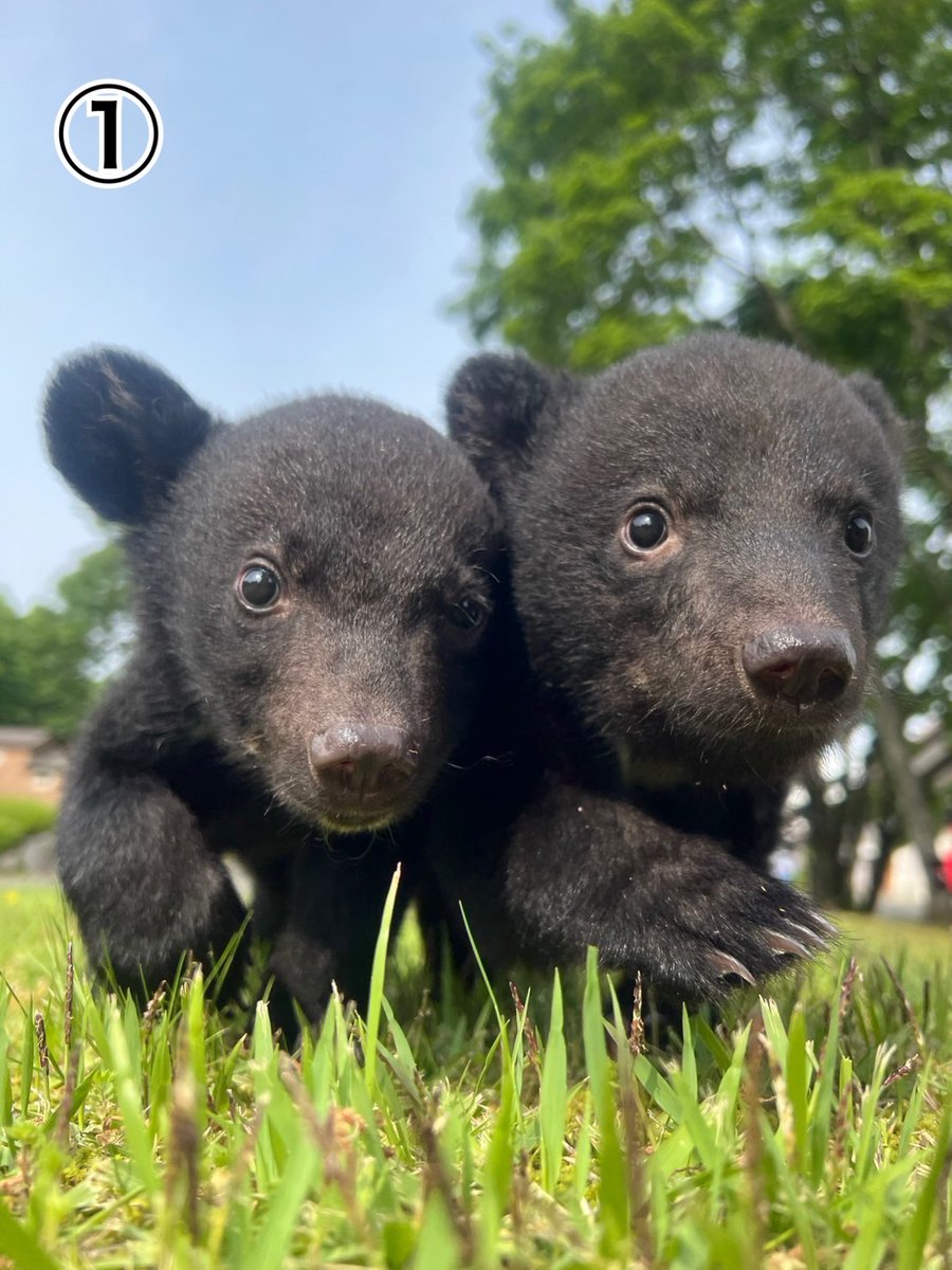 cuddlykouhou's tweet photo. 本日、赤ちゃんグマがお外散歩デビューをしました。スタッフがたくさん写真を撮ったのですが、誰の写真がいちばん可愛いか対決をすることになりました😂
①〜③の中でどの写真がいちばん好きかアンケートで募集していますので、よかったら回答をお願いします！ https://t.co/7KXHAyFGYO