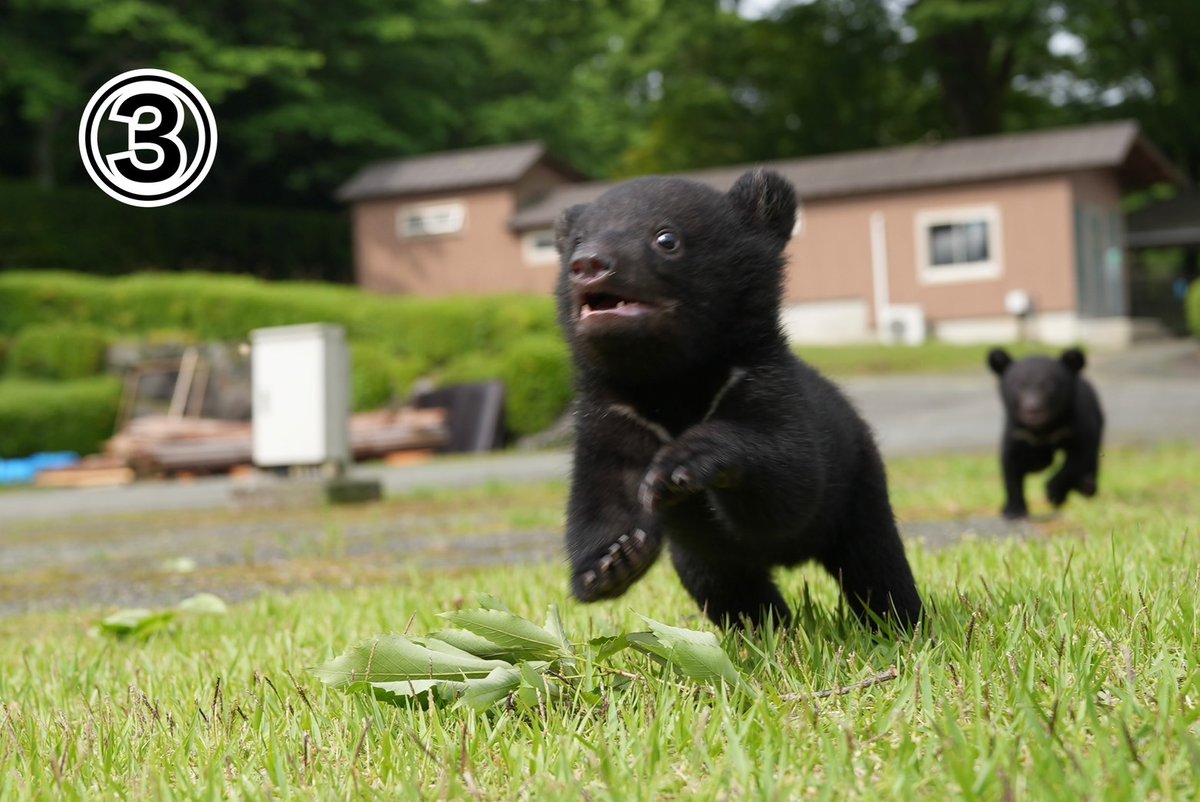 cuddlykouhou's tweet photo. 本日、赤ちゃんグマがお外散歩デビューをしました。スタッフがたくさん写真を撮ったのですが、誰の写真がいちばん可愛いか対決をすることになりました😂
①〜③の中でどの写真がいちばん好きかアンケートで募集していますので、よかったら回答をお願いします！ https://t.co/7KXHAyFGYO