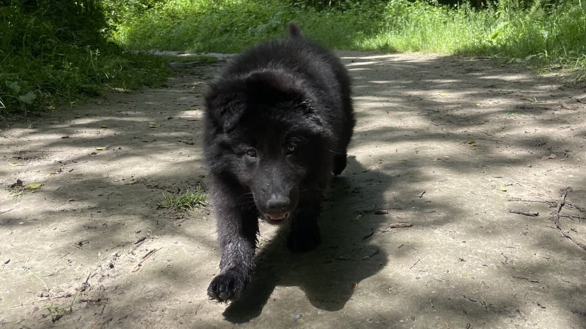 BFMLyon's tweet photo. "J'ai encore du mal à me refaire la scÚne": trois individus armés volent en chiot en pleine journée à Lyon
https://t.co/qNhMjQNvZP https://t.co/THyvOu27sp