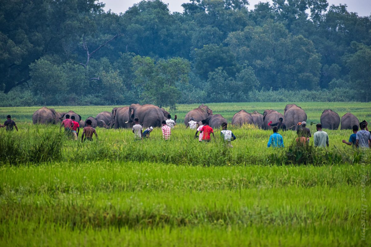 Divisional Forest Officer, Keonjhar (T) (@dfokeonjhar) on Twitter photo Competition for space b/w man and pachyderm is ever increasing.This man elephant interface is seen in Patna, saharpada & Champua block of Keonjhar. Numerous initiative are being taken to arrive at coexistence <a href="/CMO_Odisha/">CMO Odisha</a> <a href="/IPR_Odisha/">I & PR Department, Odisha</a> <a href="/ForestDeptt/">Odisha Forest, Env. and Climate Change Department</a> <a href="/PCCFWL_Odisha/">PCCF WL & CWLW, Odisha</a> <a href="/RourkelaRc79045/">RCCF Rourkela</a> Competition for space b/w man and pachyderm is ever increasing.This man elephant interface is seen in Patna, saharpada & Champua block of Keonjhar. Numerous initiative are being taken to arrive at coexistence <a href="/CMO_Odisha/">CMO Odisha</a> <a href="/IPR_Odisha/">I & PR Department, Odisha</a> <a href="/ForestDeptt/">Odisha Forest, Env. and Climate Change Department</a> <a href="/PCCFWL_Odisha/">PCCF WL & CWLW, Odisha</a> <a href="/RourkelaRc79045/">RCCF Rourkela</a>