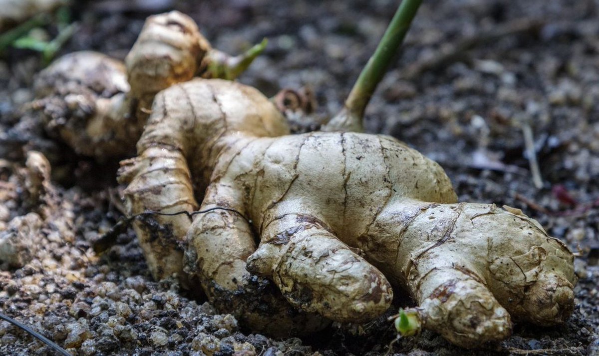 Lee_Fabricee's tweet photo. Ginger Farming Challenges

Soil-borne diseases remain one of the biggest challenges, limiting ginger production.

This could be because diseases are seen via the “seed” or “mother” pieces, it is grown in an anaerobic soil environment.

#GingerProduction 
#SoillessCultivation https://t.co/B02AdzxZp5