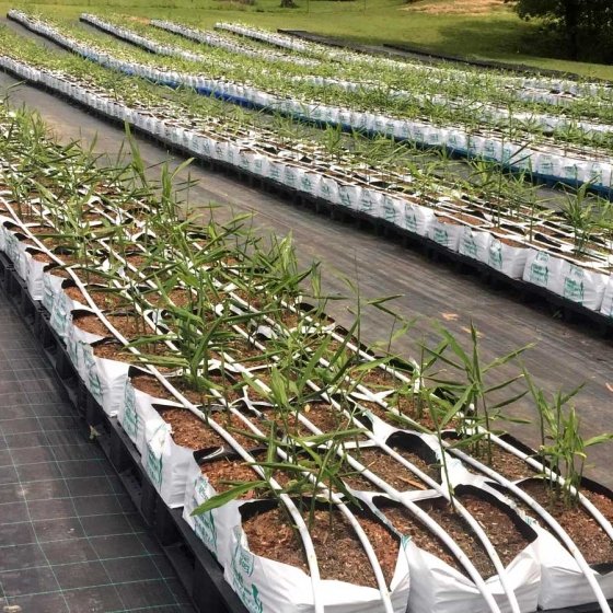 Lee_Fabricee's tweet photo. Ginger Farming Challenges

Soil-borne diseases remain one of the biggest challenges, limiting ginger production.

This could be because diseases are seen via the “seed” or “mother” pieces, it is grown in an anaerobic soil environment.

#GingerProduction 
#SoillessCultivation https://t.co/B02AdzxZp5