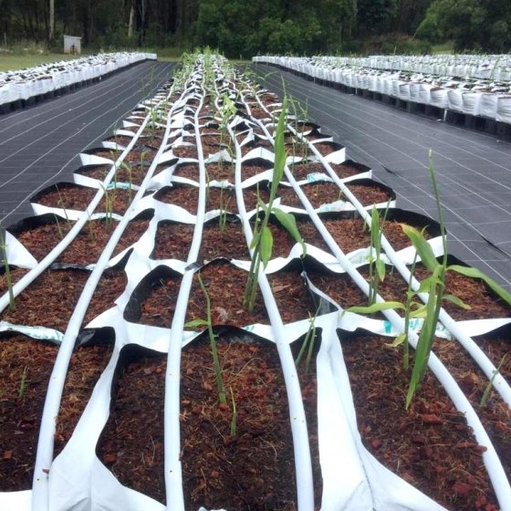 Lee_Fabricee's tweet photo. Ginger Farming Challenges

Soil-borne diseases remain one of the biggest challenges, limiting ginger production.

This could be because diseases are seen via the “seed” or “mother” pieces, it is grown in an anaerobic soil environment.

#GingerProduction 
#SoillessCultivation https://t.co/B02AdzxZp5