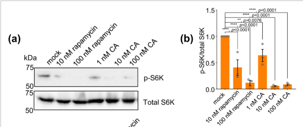 Mangan150's tweet photo. Cinnamon promotes longevity and healthspan by inhibiting mTOR and promoting autophagy.

They also tested cinnamon (cinnamaldehyde) in human cell culture, and at 10 nM concentration it compared favorably to rapamycin in inhibition of mTOR.

This seems next to impossible, because this concentration is easily achievable with small (22 mg) amounts of cinnamon, but maybe I'm missing something.