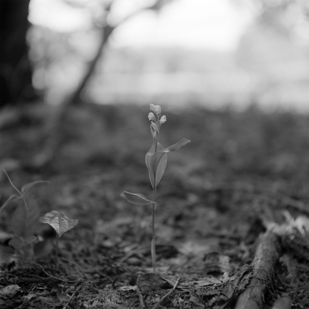 kei_arika's tweet photo. Days.
小金井公園 2025.05
Rolleiflex Standard / Tessar 7.5cm F3.8 / FP4 PLUS
#rolleiflex #rolleiflexstandard #rollei #carlzeiss #tessar #ilford #fp4plus #filmphotography https://t.co/P7mKnd8mXg