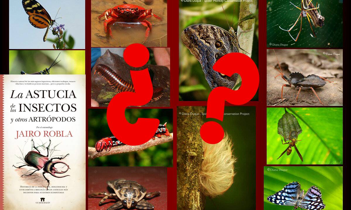 🧵🐝 ¿PARA QUÉ SIRVE UN BICHO? 🪲🧵

🐜 ¿Crees que los bichos solo sirven para molestar?

Te sorprendería saber que sin ellos, la vida como la conocemos colapsaría. 🧵En este hilo te cuento para qué sirve un bicho, y por qué deberíamos agradecerles cada día.👇