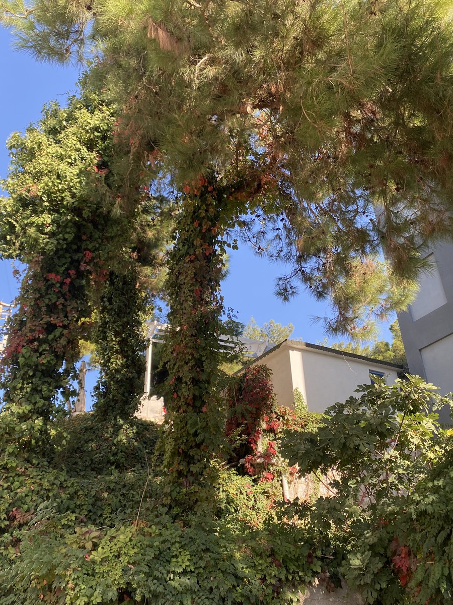 odimiu's tweet photo. 🍃🍃🍃🍃🍃🍃🍃🍃🍃🍃 https://t.co/o3qJYUMDGP