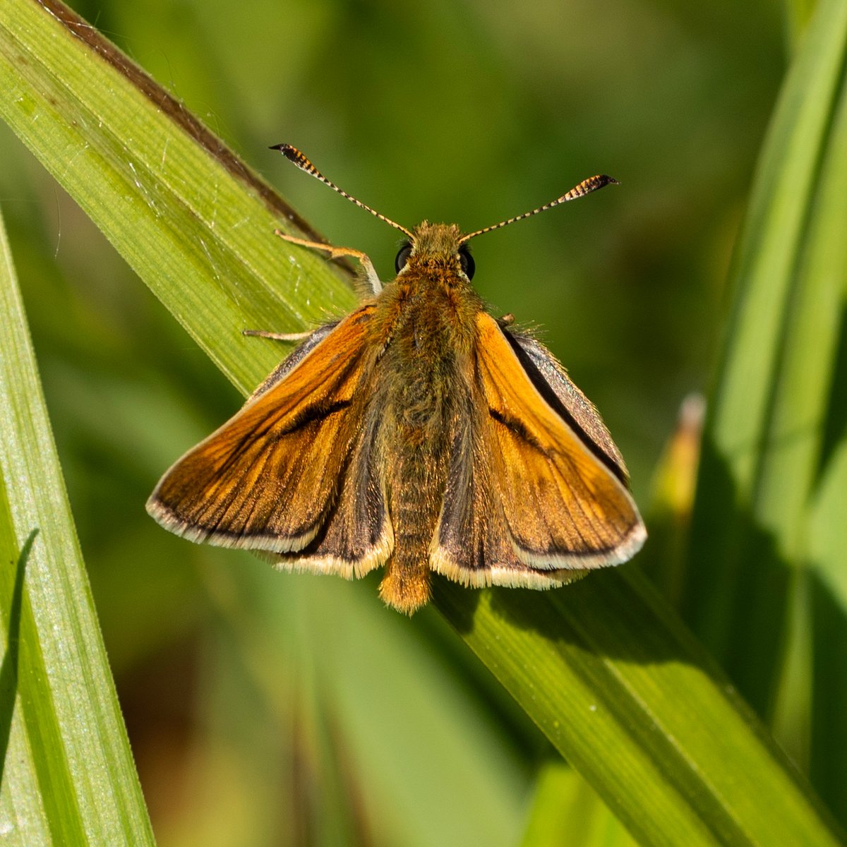 plowe315's tweet photo. The first Large Skipper seen locally to me, in Hampshire. https://t.co/95gupS3PZl