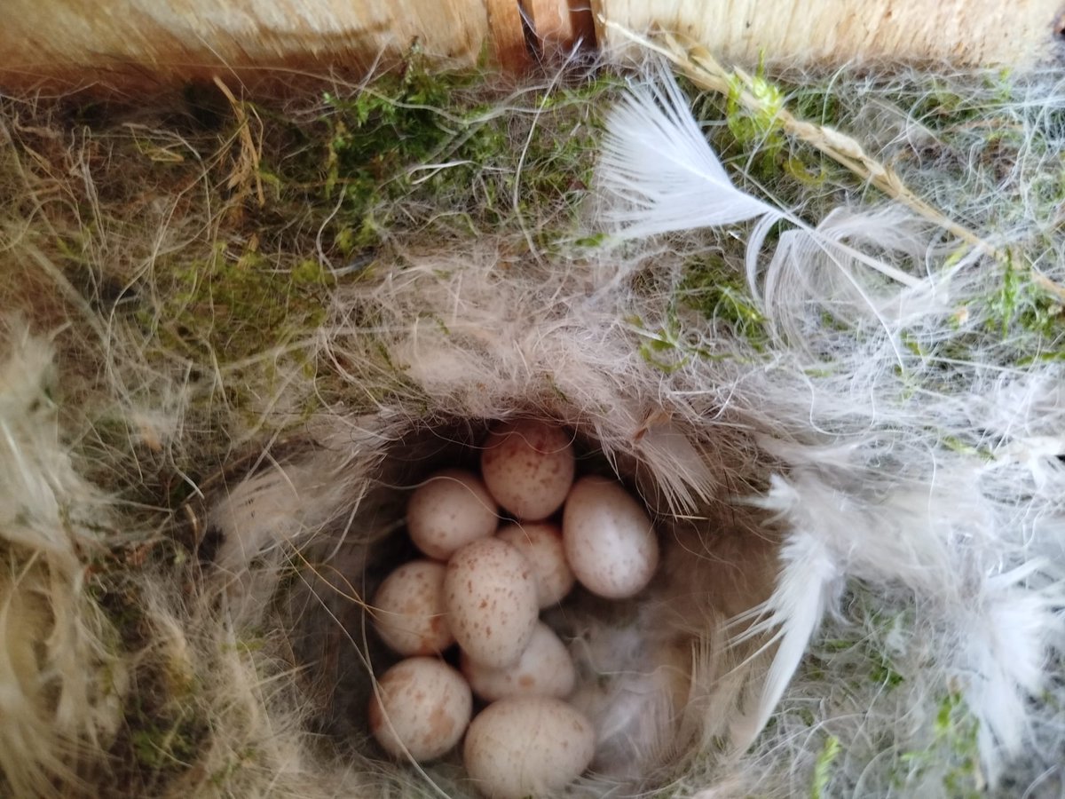 Les caixes niu 🐦del Puig dels Jueus de #Vic estan essent un èxit: 5 espècies hi estan criant.
1⃣ #Pardal comú
2⃣Pardal xarrec
3⃣ #Mallerenga carbonera
4⃣Mallerenga blava 
5⃣ #Puput 
En total, hi ha un total de 51 ous en incubació i 26 polls nascuts. 
Gràcies <a href="/Osonament/">Osonament</a> i #GACO!