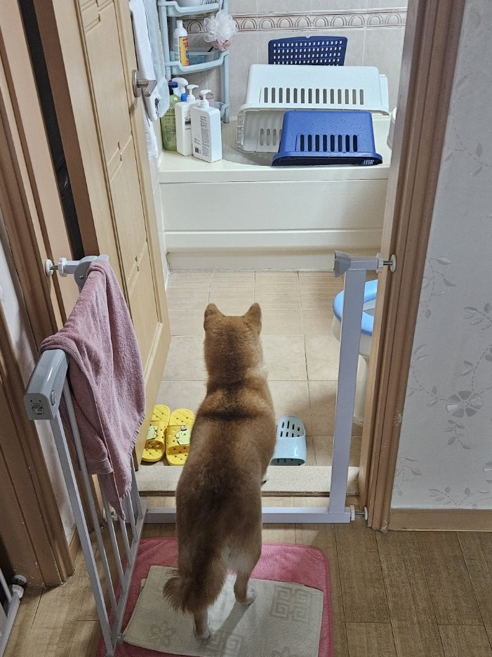 집 바꿔주려고 옛날에 산 큰 켄넬 냄새만맡게하고 청소하고 말려놨는데 켄넬좋아견 아직 켄넬 못들어갔다고 아련하게 쳐다봄