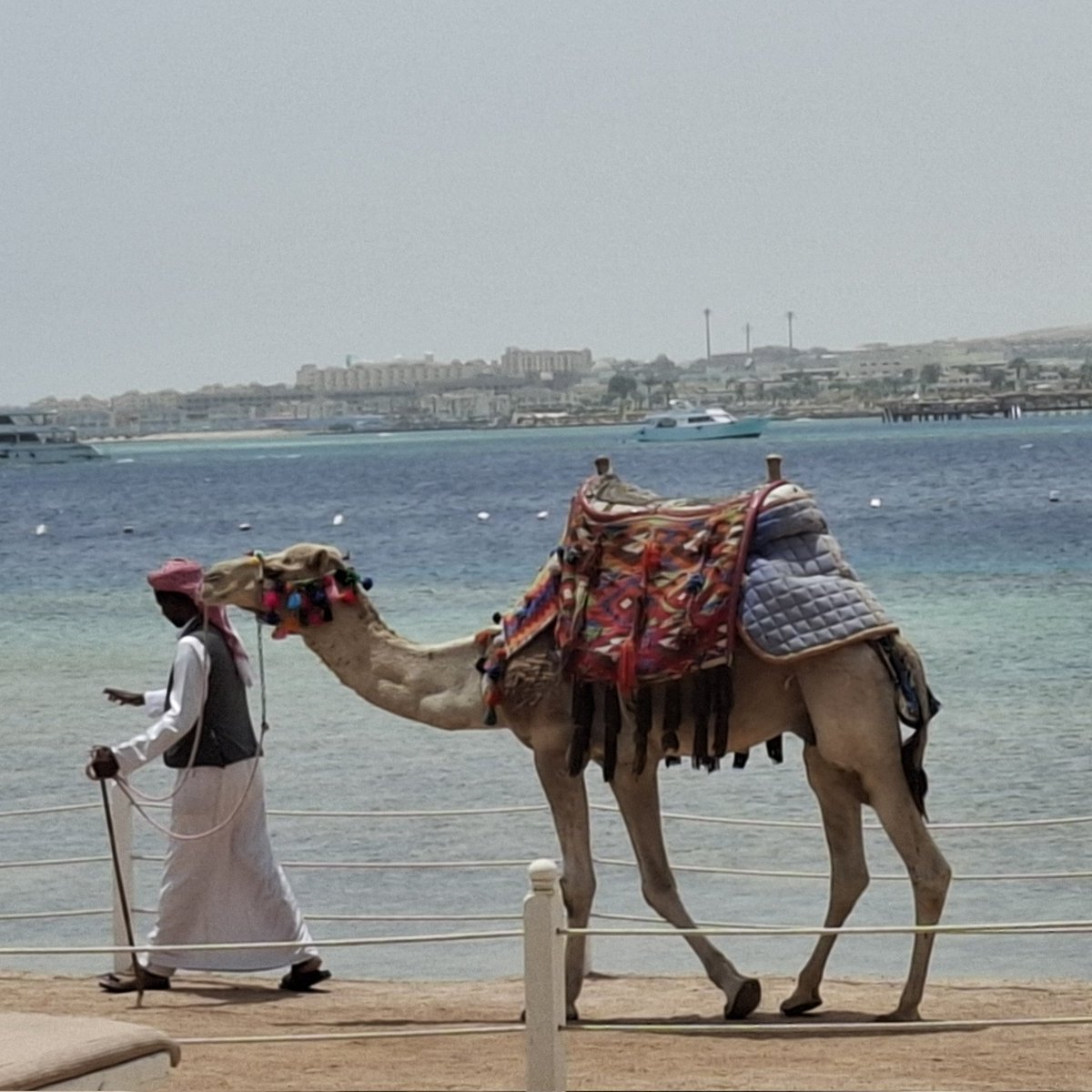 #rushhour #redsea 
🌊🌡🌞✌🏽🛥🐪🤿