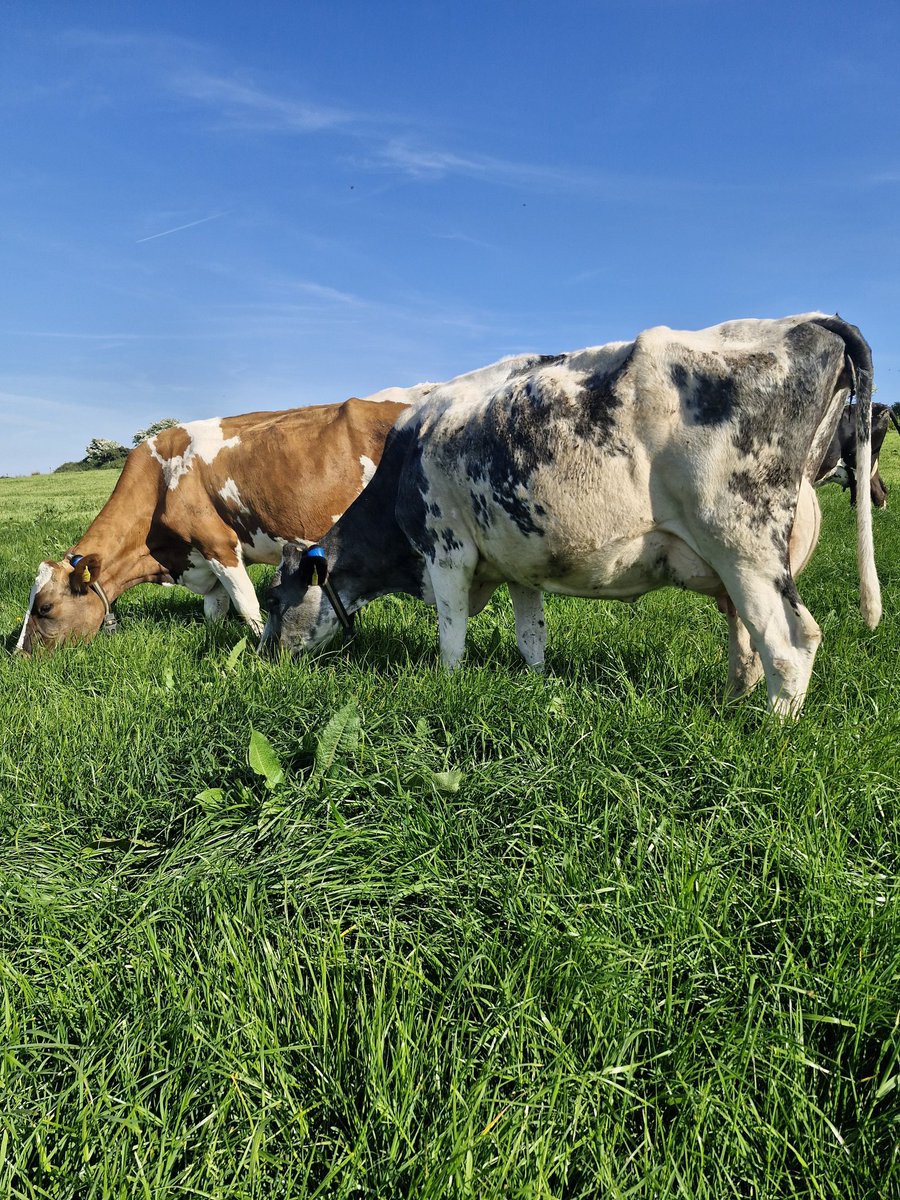 Cow Performance 17/05/25 

Yield = 21.9 Avg
Fat = 4.12 
Protein = 3.62 
Kgs/Ms/Cow = 1.75 
SCC = 160,000
TBC = 5 
Meal = 4kgs , Drinagh 14% Nut. 

#GrassToMilk2025🇮🇪🐄 #WestCork #Ballydehob  <a href="/Drinaghagri/">Drinagh Agribusiness</a>