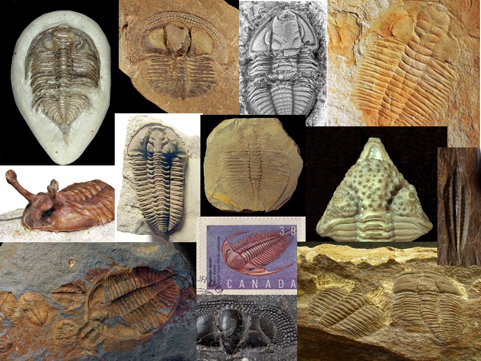 Cardiff Curator (@cardiffcurator) on Twitter photo Cadwch lygad am ein Wyddor Trilobitau o wythnos nesaf ymlaen – dilynwch ni bob wythnos i gyfarfod creadur newydd #Trilobitau #yrwyddor
From next week look out for our #TrilobiteTuesday #alphabet - follow us each week from A-Z 👀
<a href="/AmgueddfaCymru/">Amgueddfa Cymru | Museum Wales</a> Cadwch lygad am ein Wyddor Trilobitau o wythnos nesaf ymlaen – dilynwch ni bob wythnos i gyfarfod creadur newydd #Trilobitau #yrwyddor
From next week look out for our #TrilobiteTuesday #alphabet - follow us each week from A-Z 👀
<a href="/AmgueddfaCymru/">Amgueddfa Cymru | Museum Wales</a>