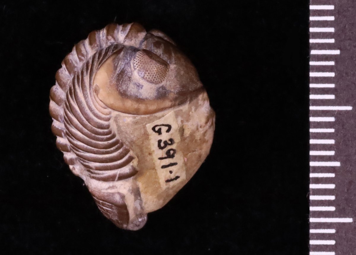 Cardiff Curator (@cardiffcurator) on Twitter photo A am Acaste. Mae’r corff wedi cyrlio rhywfaint, a’r llygaid cyfansawdd yn anferth gyda lensiau mawr #Trilobitau #yrwyddor #TrilobiteTuesday
A is for Acaste, partly curled up & showing off its stunning compound eyes with big lenses #TrilobiteTuesday #alphabet 👀
<a href="/AmgueddfaCymru/">Amgueddfa Cymru | Museum Wales</a> A am Acaste. Mae’r corff wedi cyrlio rhywfaint, a’r llygaid cyfansawdd yn anferth gyda lensiau mawr #Trilobitau #yrwyddor #TrilobiteTuesday
A is for Acaste, partly curled up & showing off its stunning compound eyes with big lenses #TrilobiteTuesday #alphabet 👀
<a href="/AmgueddfaCymru/">Amgueddfa Cymru | Museum Wales</a>