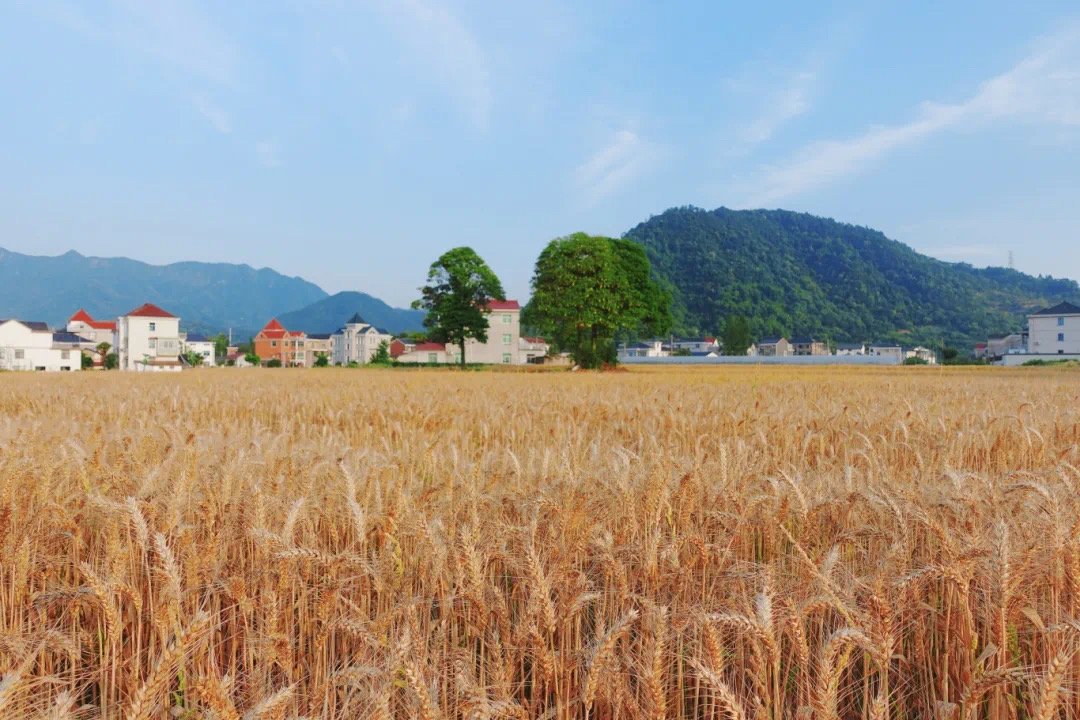JiandeVision's tweet photo. May in #Jiande feels like a #summer movie! 🎬
🌾 Shanfeng Village: Walk through golden #wheatfields and feel the breeze.
🌿 Jiangxin Island: Drive over for a cool #streamside escape—BBQ and eat watermelon chilled by the water! 🍉
Make this summer unforgettable! #JiandeLandscapes https://t.co/KVJn9eGlaA