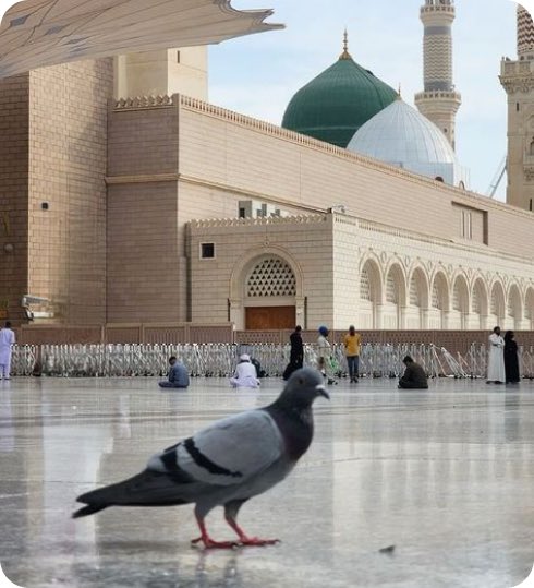 عن أَبِي هريرة رضي اللهُ عنه: أَنَّ النَّبِيَّ صلى اللهُ عليه وسلم قَالَ: "...وَالْمَدِينَةُ خَيْرٌ لَهُمْ لَوْ كَانُوا يَعْلَمُونَ" رواه مسلم.

الحمدلله أولاً وآخراً وظاهراً وباطناً.

#المدينة_المنورة 
#مدينة #رسول_اللهﷺ
