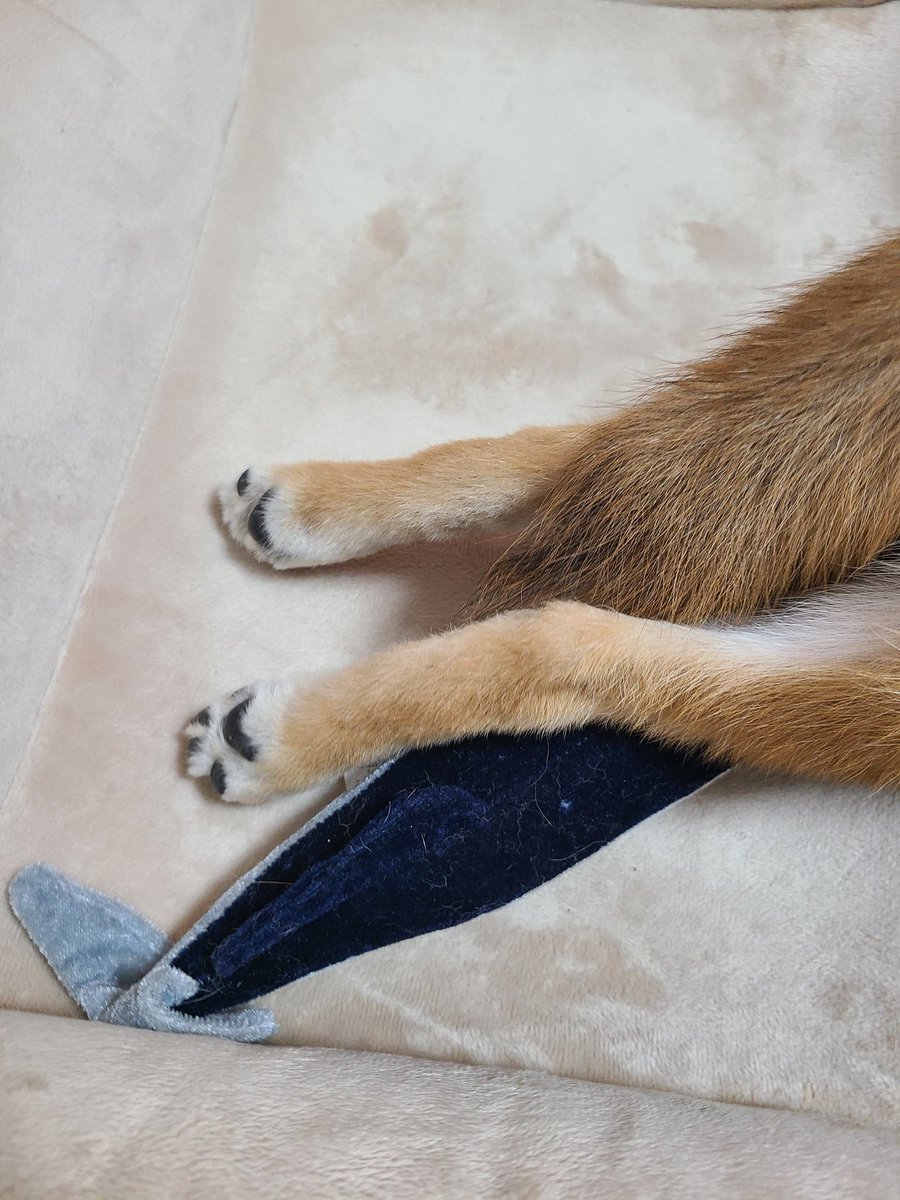 잼민이시절의 견은 너무바보같고귀여워