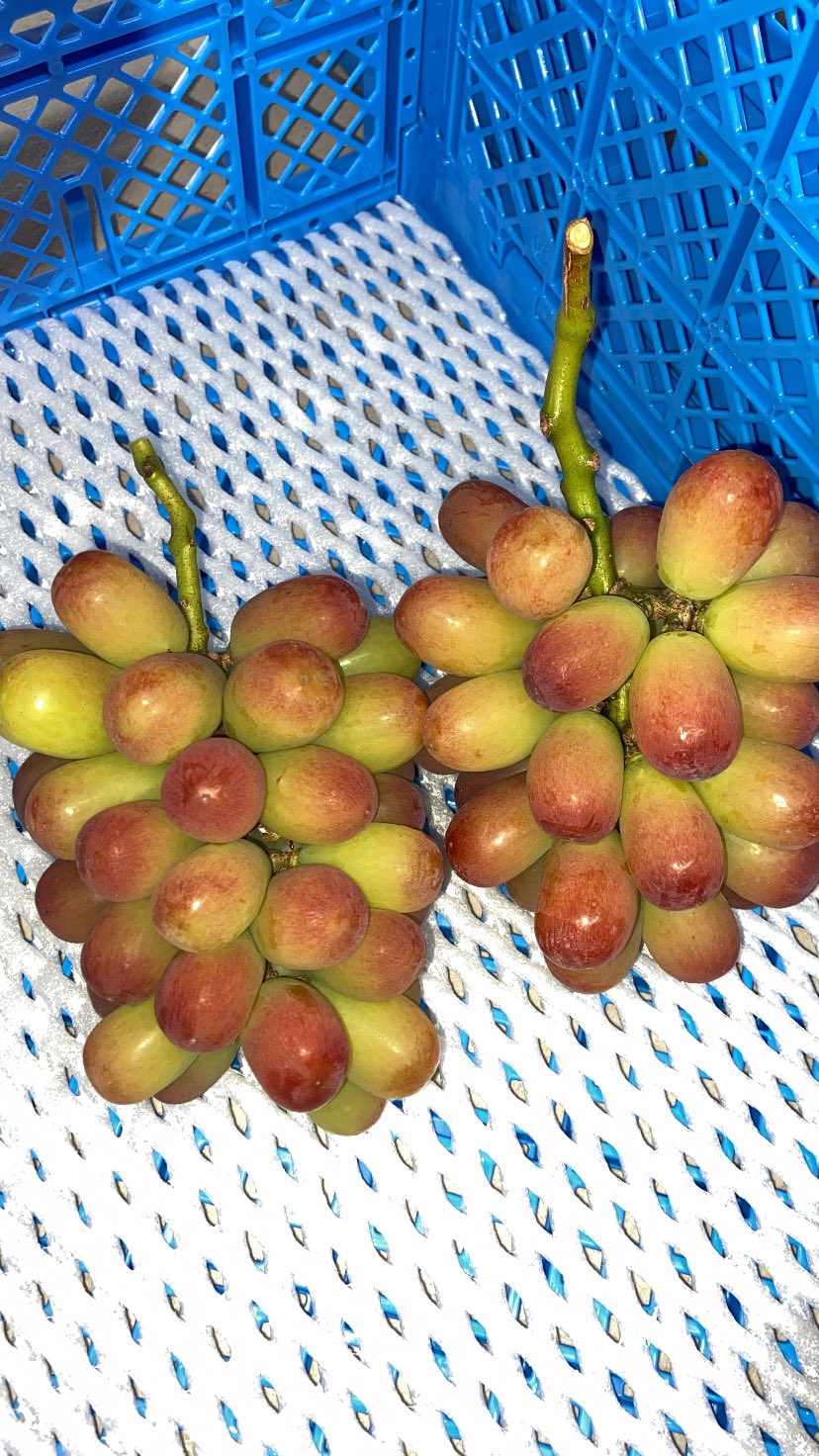 志村葡萄研究所 on X: 