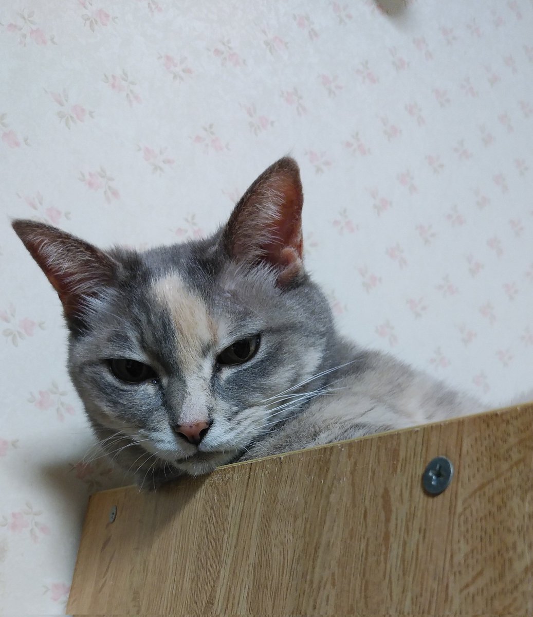 元気してますね