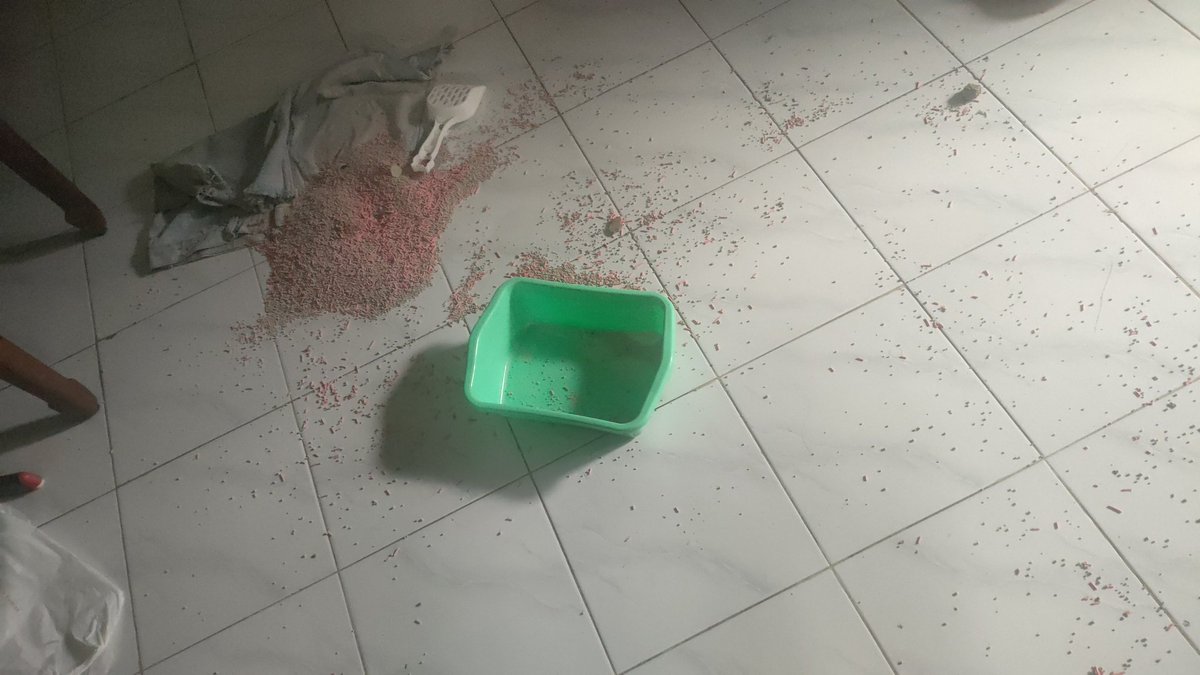 Kelakuan astagaaaaa🥲
Punya kucing kicik berasa punya anak todler.
11 12 kelakuannya 🙂