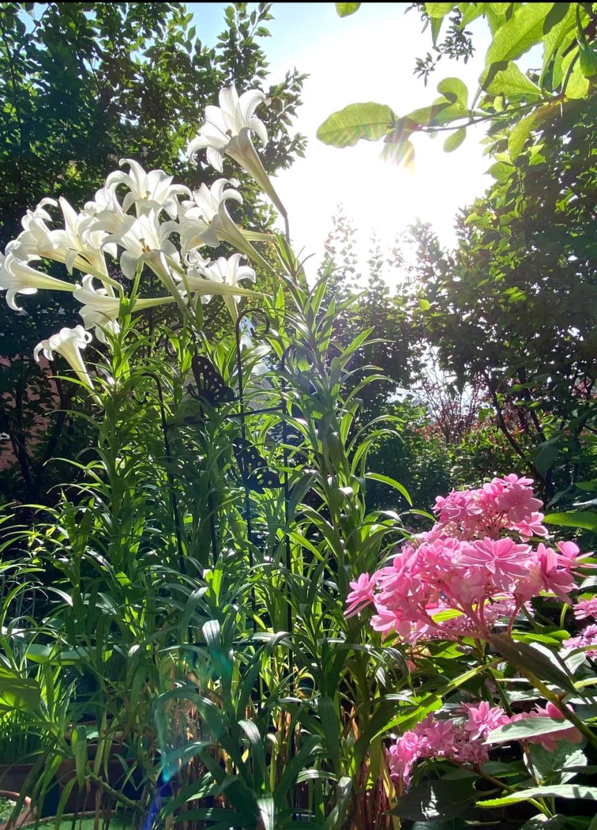 Flowers are always the light in ordinary life.