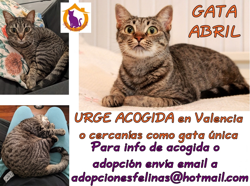 Adopciones Felinas VLC tweet media