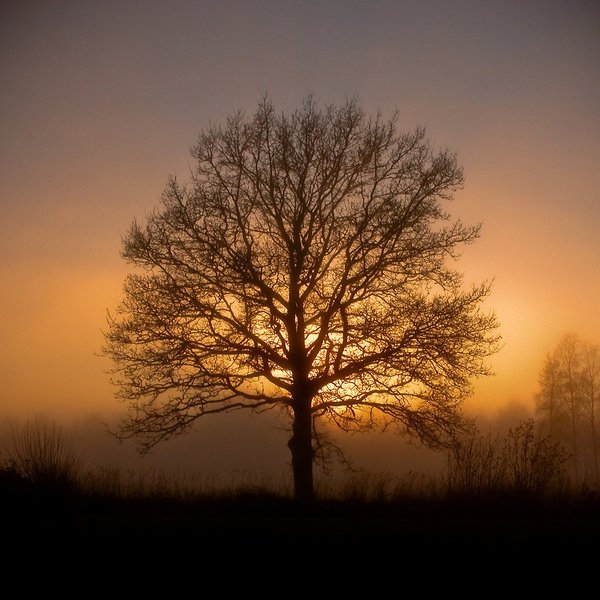 treemissions's tweet photo. Did you know that trees are like nature's air conditioners? 🌳🍃 They can lower the temperature by up to 4.5°C in their local area and even cool untouched forests up to 6km away! 🌡️🌲

But wait, there's more! Trees are also masters of carbon sequestration, absorbing that pesky greenhouse gas and storing it away like a squirrel hoarding nuts for winter. 🐿️🌳 In fact, forests help cool the average global temperature by more than 1 degree Celsius! 🌎🍃

So, what can you do to help our leafy friends save the planet? Plant more trees, of course! 🌳🌳🌳 Not only will you be helping to combat climate change, but you'll also be creating a natural cooling system that can lower your energy bills and provide some much-needed shade on those scorching summer days. 🌞💸

Remember, every tree planted is a step towards a cooler, greener future. So, grab a shovel and get planting! 🌳🌍🌳

For those that don't have the time or space, check out the treemissions website in our bio. 

#plantingtrees #reforestation #climatechange #globalwarming #deforestation #trees