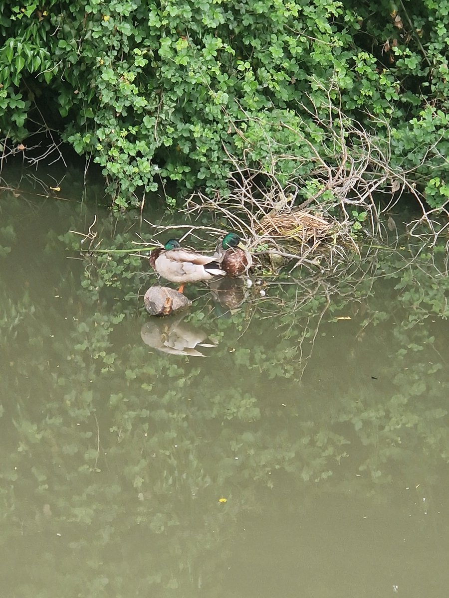 tracehodge17's tweet image. Quiet morning workwise, very welcome, so enjoyed a fabby 3mile canal buggy walk to our bridge obv! Saw the baby ducks, flying ducks, tanks, jeeps, an ambulance & a fire engine & the firemen waved at us! The joys of no office work! ❤️ #ukrunchat #running #nature #EYFS #EarlyYears