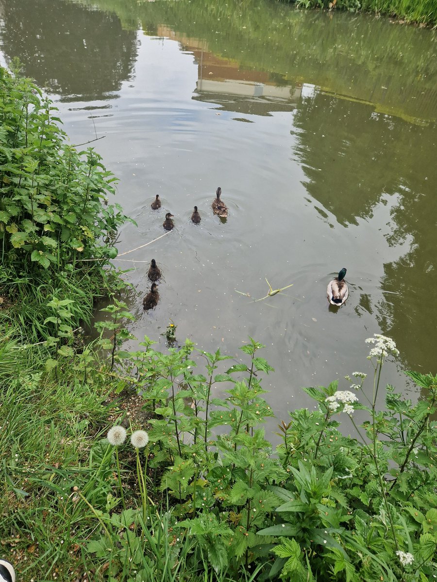 tracehodge17's tweet image. Quiet morning workwise, very welcome, so enjoyed a fabby 3mile canal buggy walk to our bridge obv! Saw the baby ducks, flying ducks, tanks, jeeps, an ambulance & a fire engine & the firemen waved at us! The joys of no office work! ❤️ #ukrunchat #running #nature #EYFS #EarlyYears