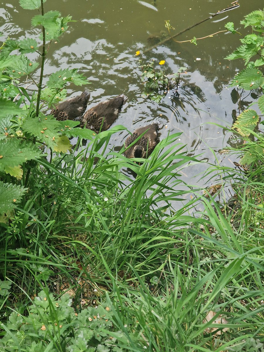 tracehodge17's tweet image. Quiet morning workwise, very welcome, so enjoyed a fabby 3mile canal buggy walk to our bridge obv! Saw the baby ducks, flying ducks, tanks, jeeps, an ambulance & a fire engine & the firemen waved at us! The joys of no office work! ❤️ #ukrunchat #running #nature #EYFS #EarlyYears