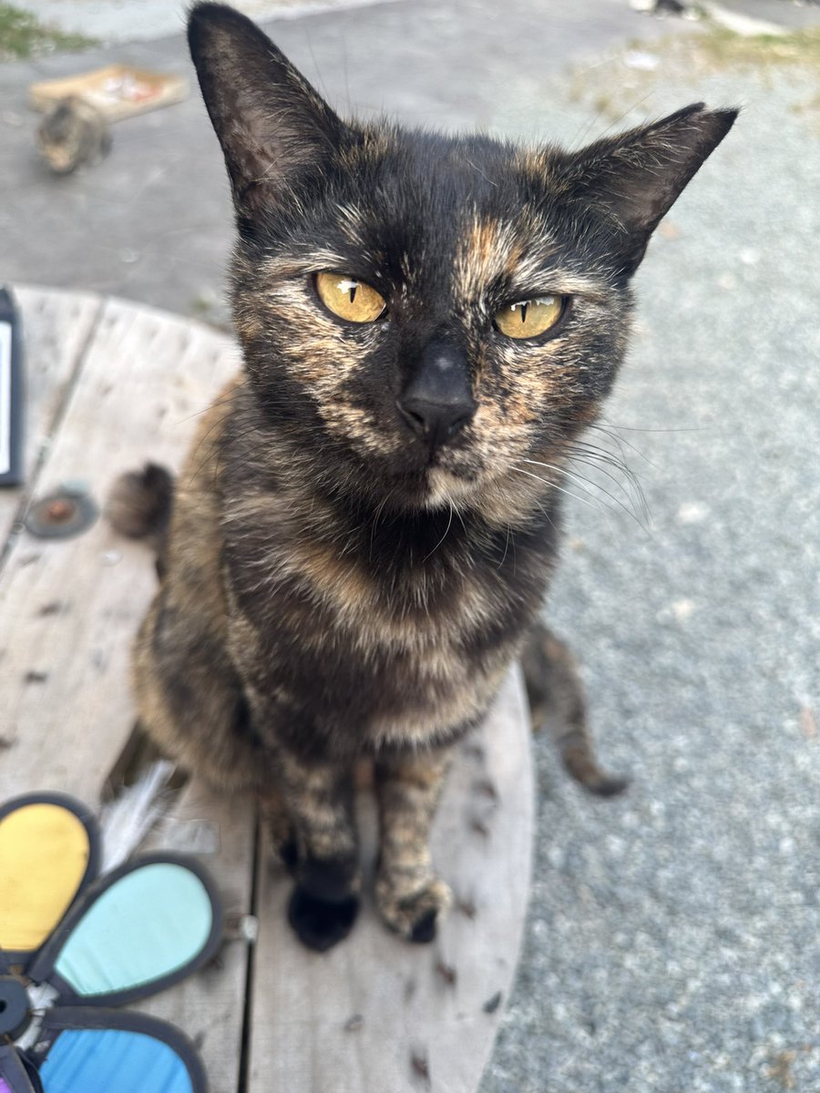 YK_YK_ANIMALs's tweet image. 猫ちゃんのTNR活動をさせて頂きました。
※TNR活動とは、野良猫を捕獲し去勢避妊手術をしてから、元にいたお外に還すという野良猫を増やさないための活動です。
今回頑張ってくれた子は、歌ちゃんです♡
TNR活動の証の耳カットもしてもらい、さくら耳になりました♡
#猫 #地域猫 #TNR #避妊手術