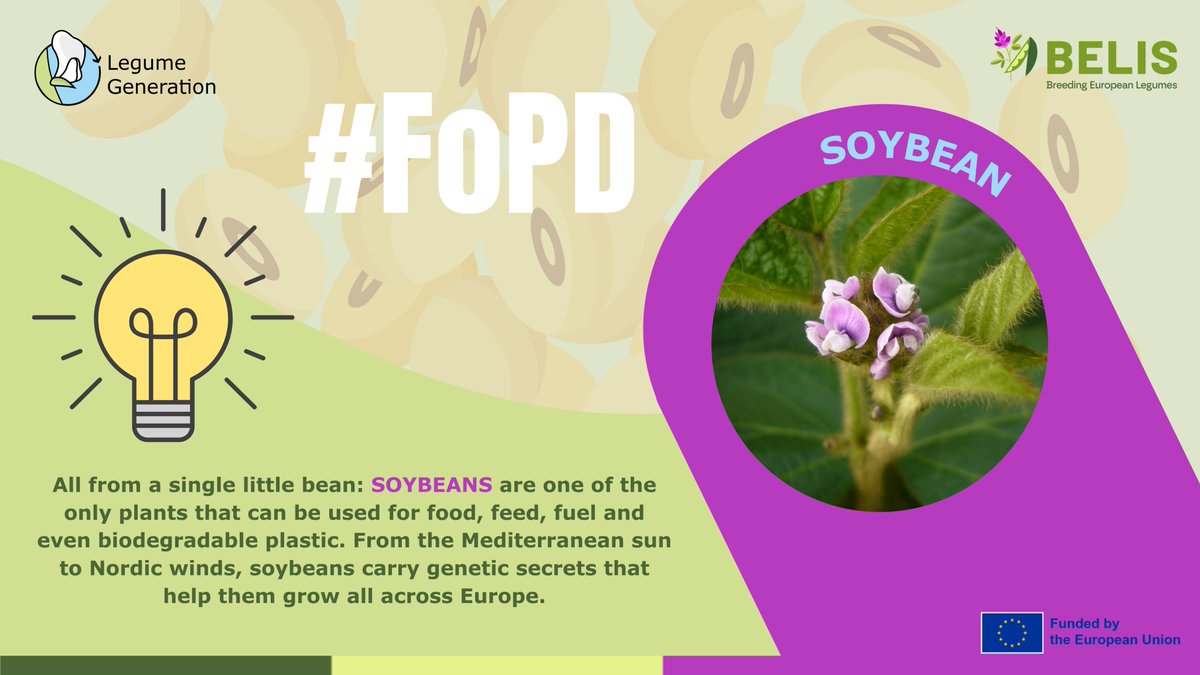 BELIS Project (@belis_eu) on Twitter photo 🤩🌱 #FascinationofPlantsDay | Soybean
Soybean = top global legume grown on 5.5M ha in 🇪🇺. Rich in protein & oil, it's key for food, feed & innovation.
👉#LegumeGeneration boosts protein yield/ha
👉<a href="/BELIS_EU/">BELIS Project</a> uses genomics to match varieties to fields
ℹ️linkedin.com/feed/update/ur… 🤩🌱 #FascinationofPlantsDay | Soybean
Soybean = top global legume grown on 5.5M ha in 🇪🇺. Rich in protein & oil, it's key for food, feed & innovation.
👉#LegumeGeneration boosts protein yield/ha
👉<a href="/BELIS_EU/">BELIS Project</a> uses genomics to match varieties to fields
ℹ️linkedin.com/feed/update/ur…