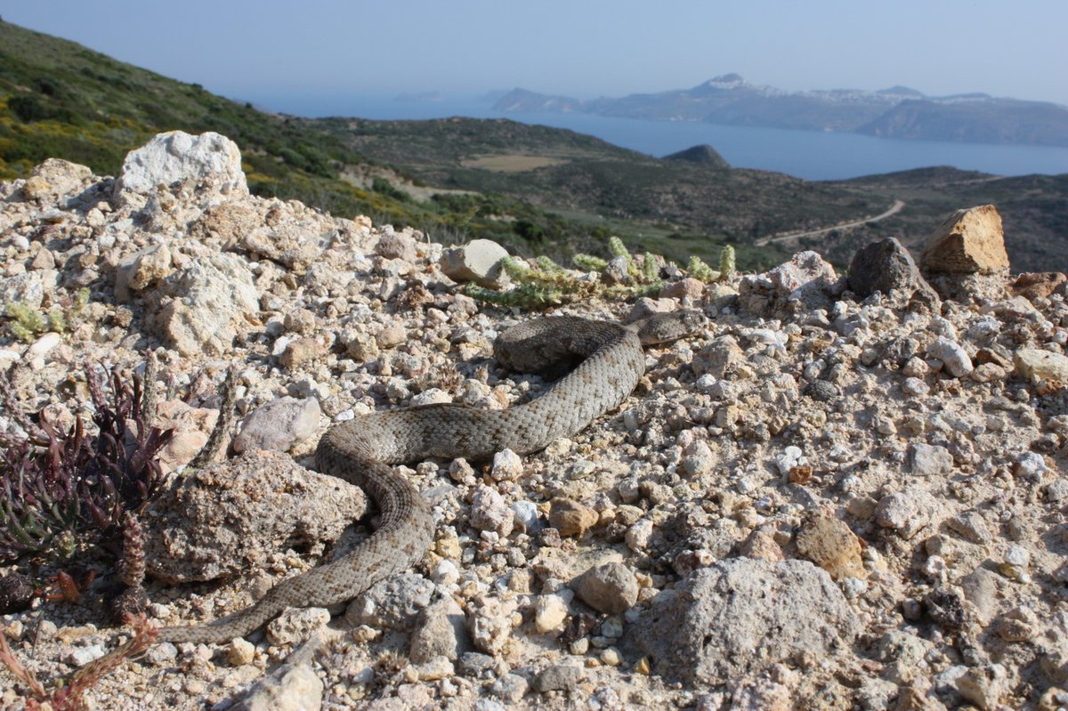 ΟΦΥΠΕΚΑ (NECCA) tweet media