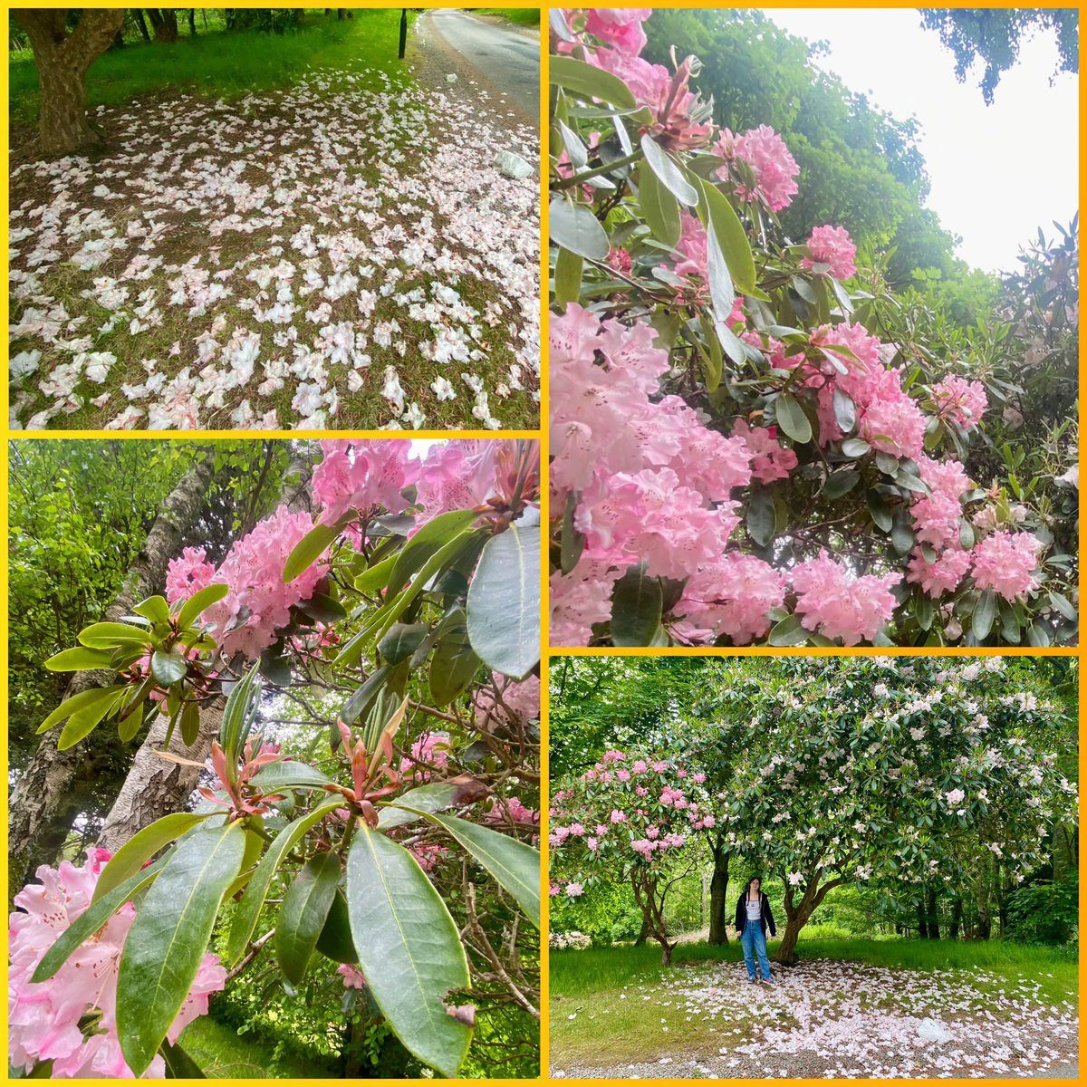 JudeMckerrecher's tweet image. #Tinymomentsofjoy🫶in precious time with Grace in a beautiful place; seeing her creativity &amp;amp; her enjoyment of bullet journaling; making bracelets together; nature; FaceTiming my dad &amp;amp; sister with Grace; fresh countryside air; time to pause, relax &amp;amp; be with a cherished daughter❤️