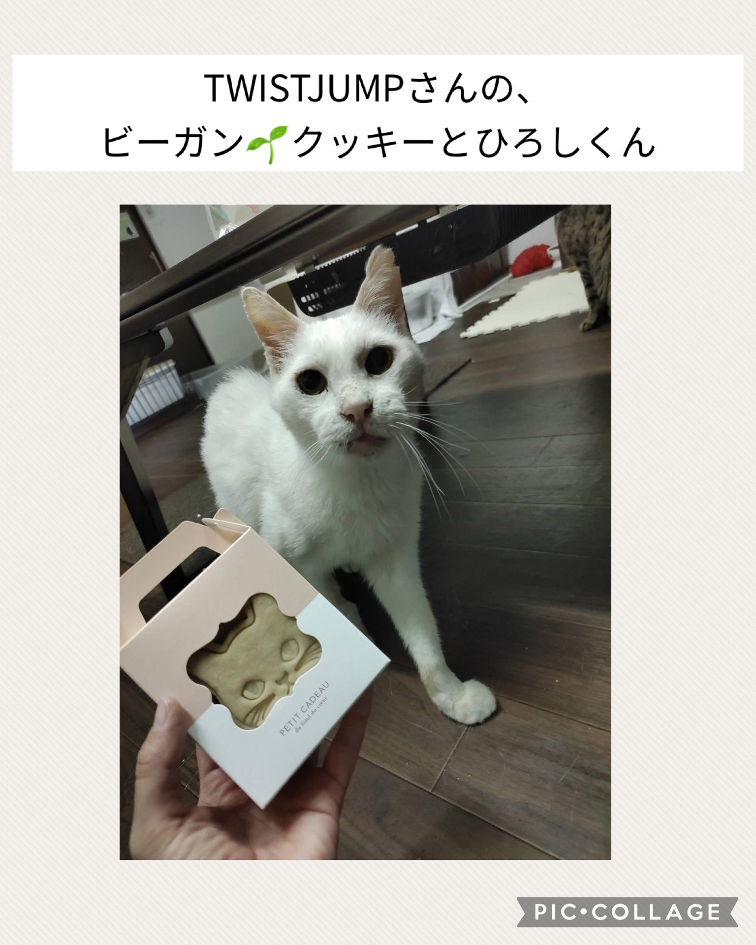 【別倉庫からの配送】 一般社団法人動物レスキューチームうーにゃん (@teamu_nyan) X / テント・タープ