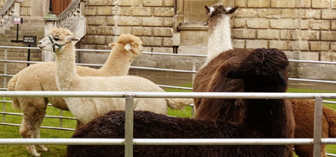 Social Science Library (@sslbod) on Twitter photo To improve wellbeing & reduce stress during the exam period <a href="/bodleianlibs/">Bodleian Libraries</a> are hosting a herd of alpacas on the Radcliffe Camera lawn on Friday 23 May, 1-4pm. Come along and meet, pet & feed them!
Open to all Ox Univ staff & students & Bodleian cardholders – no booking required To improve wellbeing & reduce stress during the exam period <a href="/bodleianlibs/">Bodleian Libraries</a> are hosting a herd of alpacas on the Radcliffe Camera lawn on Friday 23 May, 1-4pm. Come along and meet, pet & feed them!
Open to all Ox Univ staff & students & Bodleian cardholders – no booking required