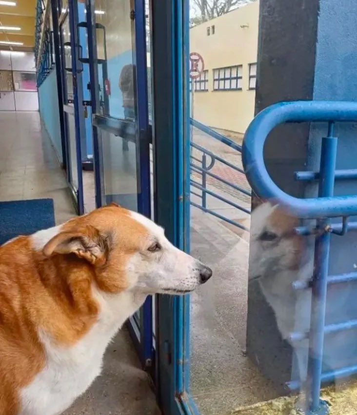 tododiacaes's tweet photo. Esse perfil está apaixonado pelo silveira simplesmente incrível esse cão https://t.co/ObW4t1KkYV