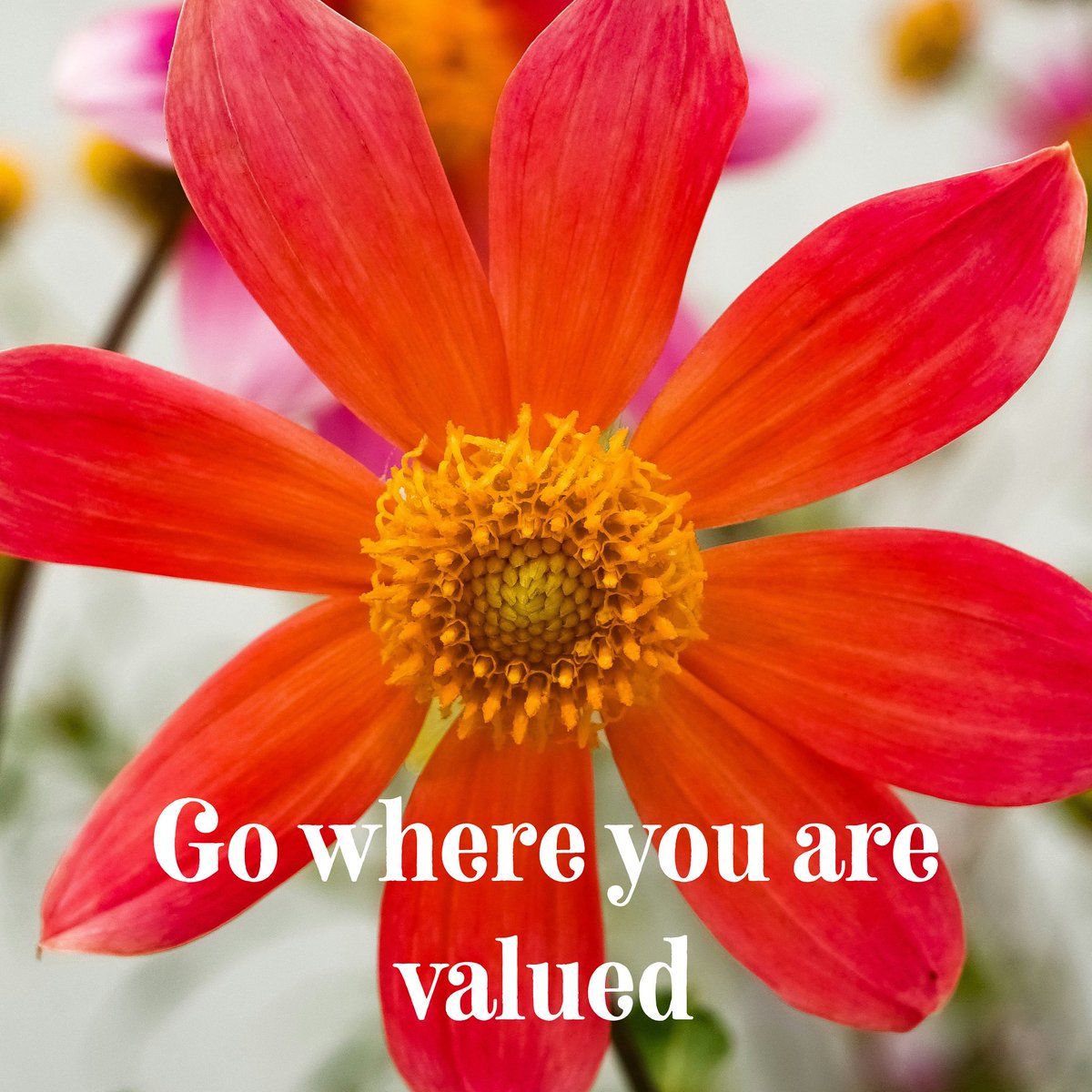 Sometimes we all need reminding of this but spend your days where you can add value because you are valued. Be with people who want to uplift you not knock you down. Hold hands with those who celebrate your strengths and support you to grow.  And do likewise to others.