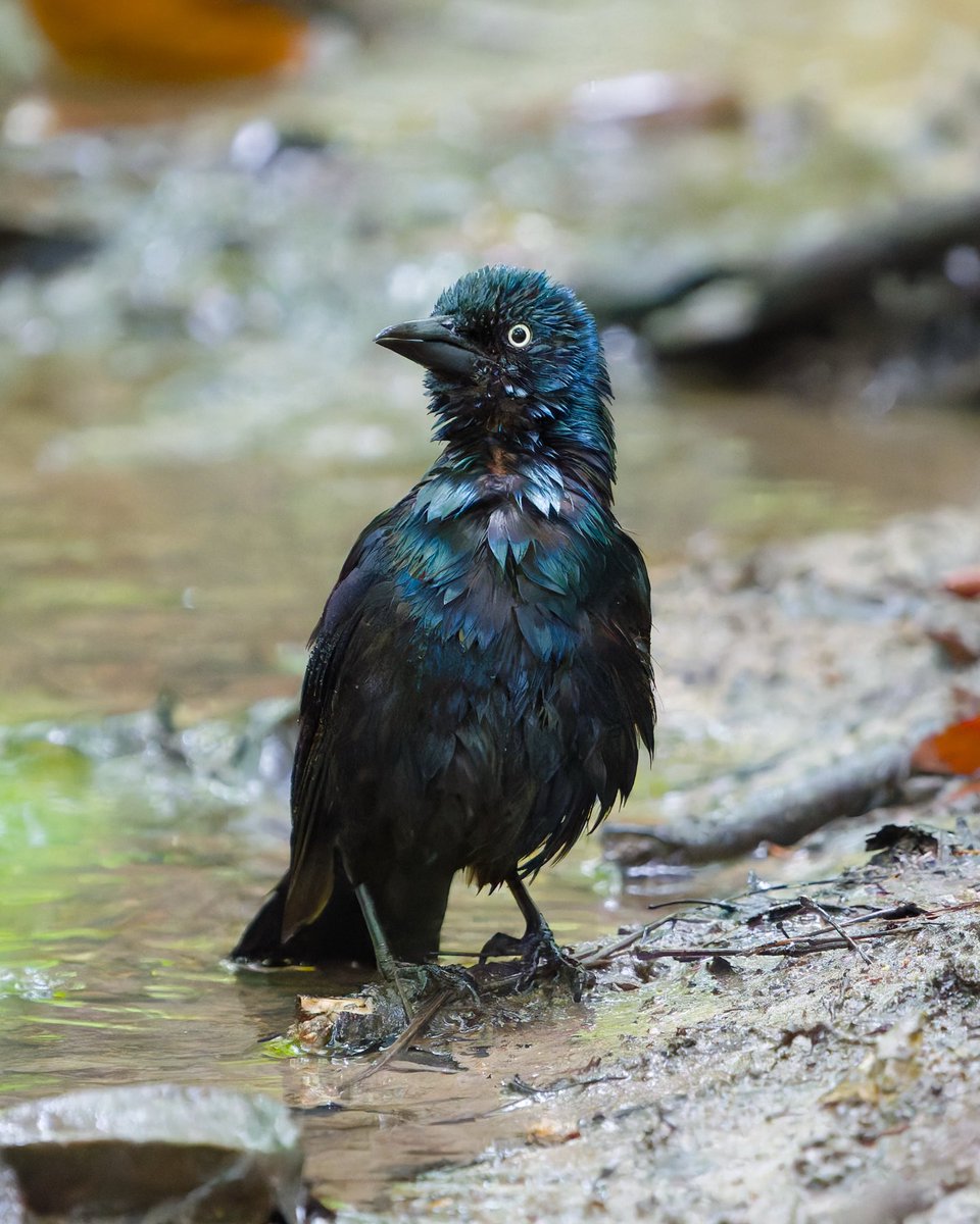 Bagels & Walks tweet media