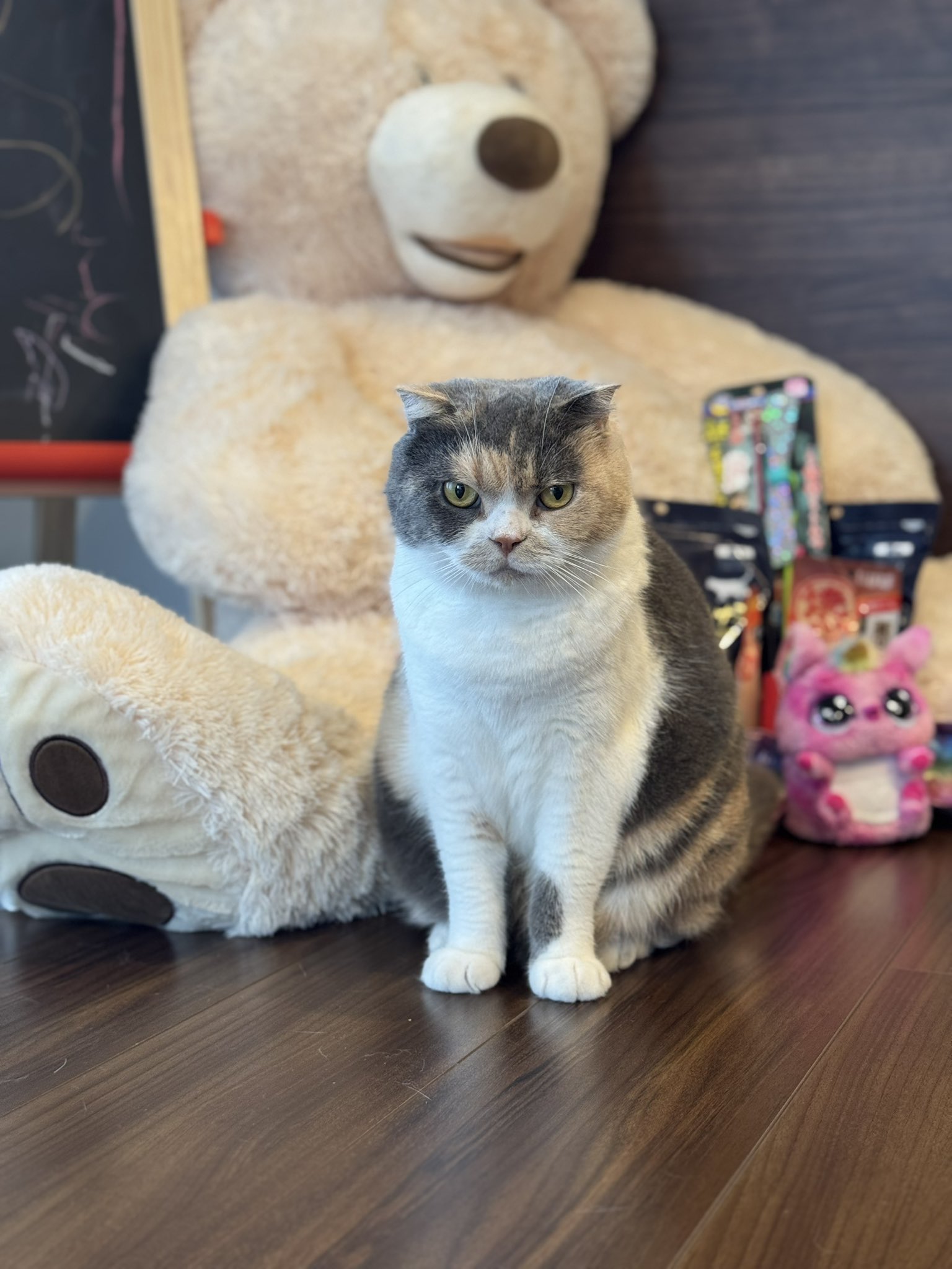 Amazon.co.jp: サンアロー(Sun Arrow) 化け猫あんずちゃん