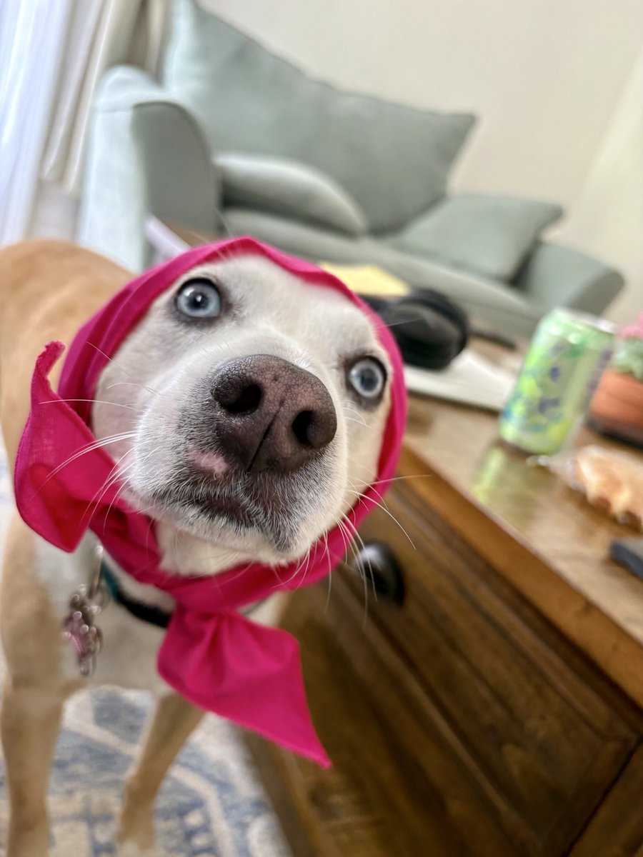 Dog is 8